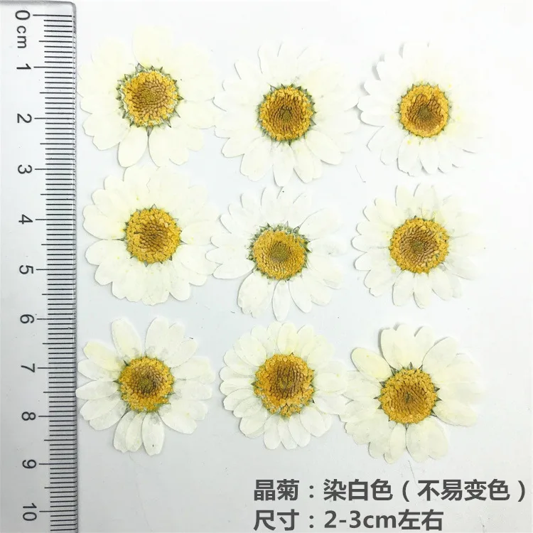 100Pcs Dyed Chrysanthemum Dried Flower Petals for Decoration, Pressed Flowers for Table Lamps, Real Flower Bookmarks, Resin Phone Case Plant Specimens
100Pcs Dyed Chrysanthemum Dried Flower Petals for Decoration, Pressed Flowers for Table Lamps, Real Flower Bookmarks, Resin Phone Case Plant Specimens