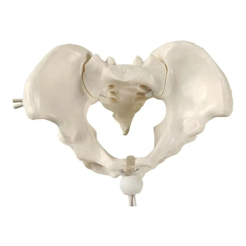 Removable Lumbar Spine Pelvis Sacrum Skeleton Model Human Anatomy Educational Teaching Model
Removable Lumbar Spine Pelvis Sacrum Skeleton Model Human Anatomy Educational Teaching Model