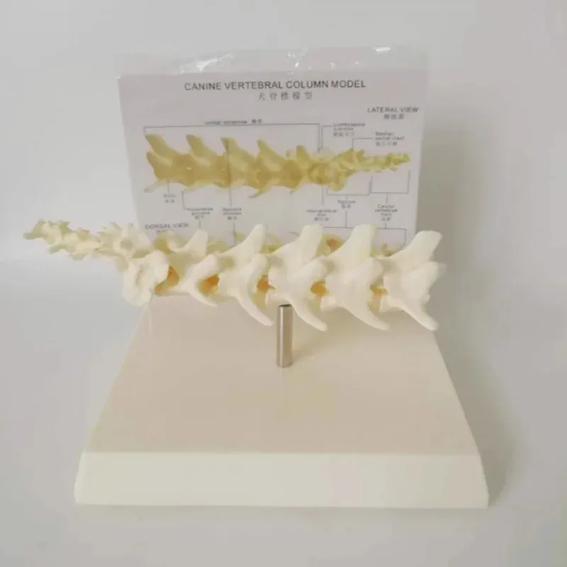 Анатомия Скелет позвоночника собаки Скелет животного домашнее животное ветеринарное обучение Медицинская анатомическая модель
Анатомия Скелет позвоночника собаки Скелет животного домашнее животное ветеринарное обучение Медицинская анатомическая модель