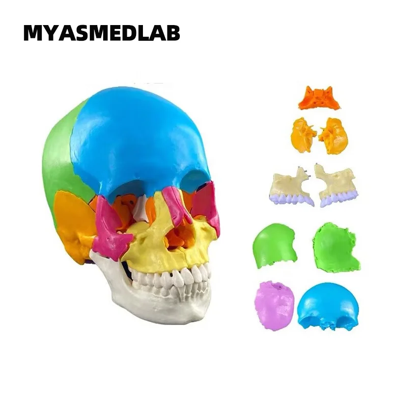 Detachable Skull Colored Skull Bone Separation Anatomical Model with Detachable 22 Part Skull Model
Detachable Skull Colored Skull Bone Separation Anatomical Model with Detachable 22 Part Skull Model