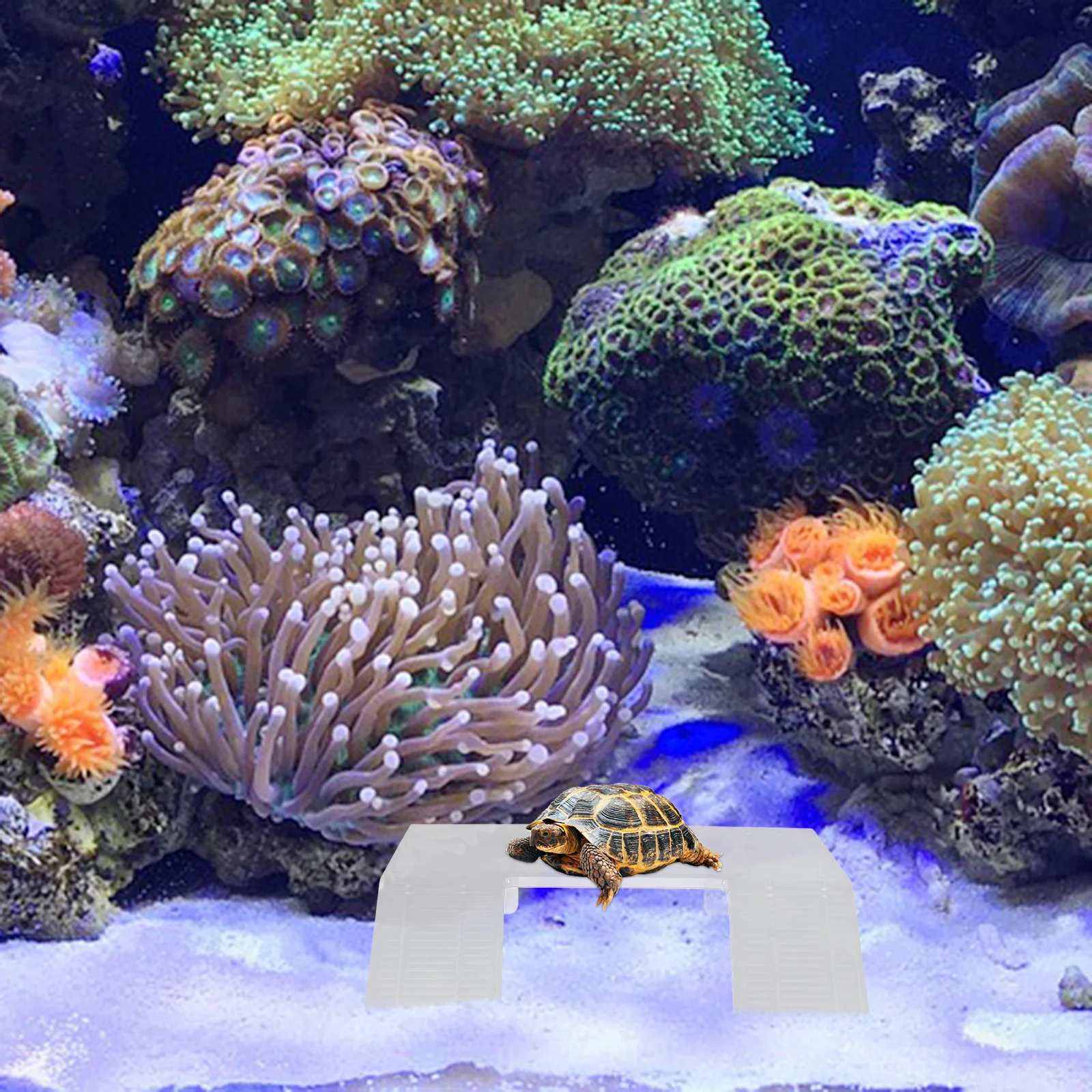 Turtle Tank Basking Platform Suction Cup Floating Terrace for Healthy Exercise and Growth of Turtles Frogs Turtle Platform
Turtle Tank Basking Platform Suction Cup Floating Terrace for Healthy Exercise and Growth of Turtles Frogs Turtle Platform