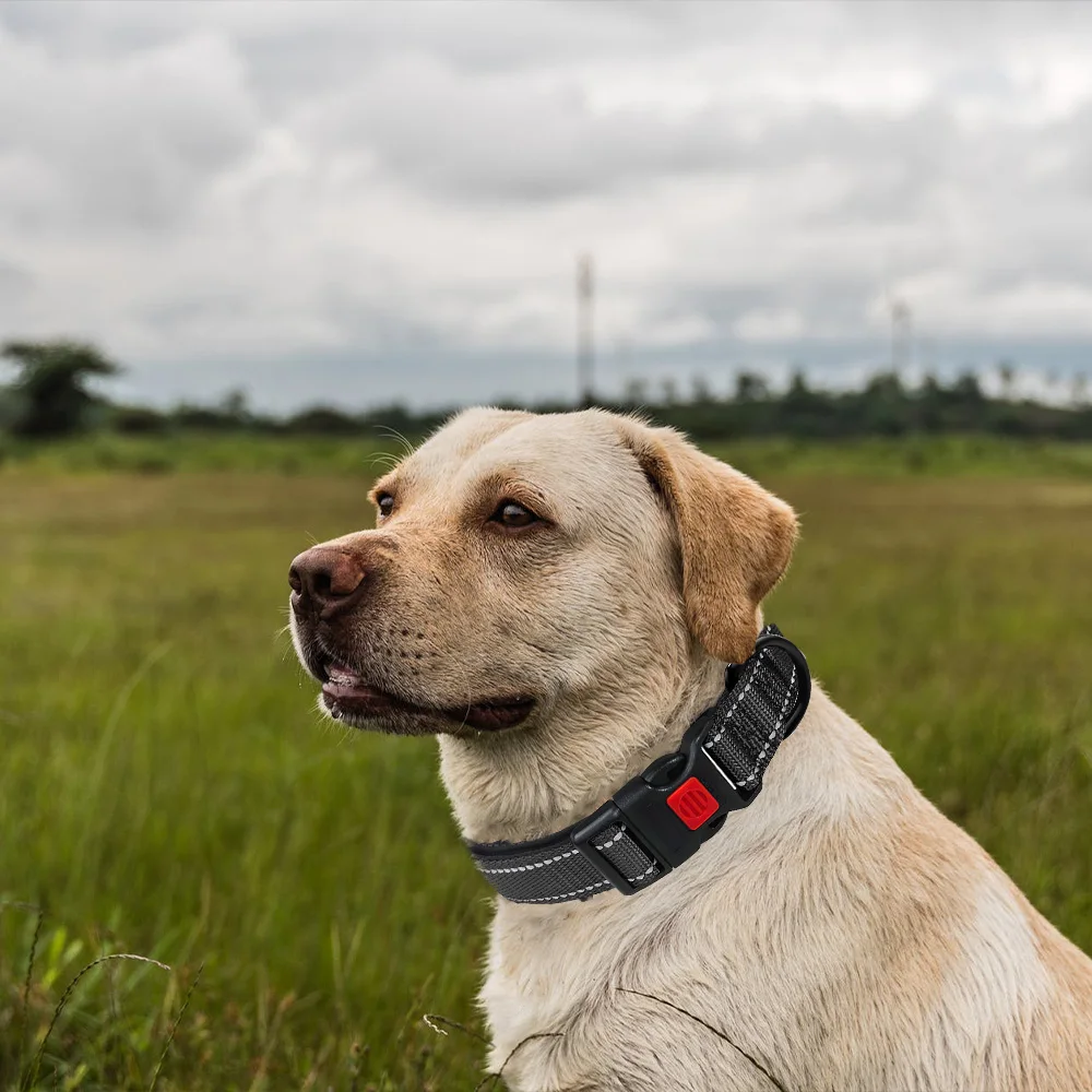 Reflective Solid Nylon Dog Collar Night Secure Anti Escape Buckles Safety Lock Collars Small Medium Large Dogs Pets Accessories
Reflective Solid Nylon Dog Collar Night Secure Anti Escape Buckles Safety Lock Collars Small Medium Large Dogs Pets Accessories