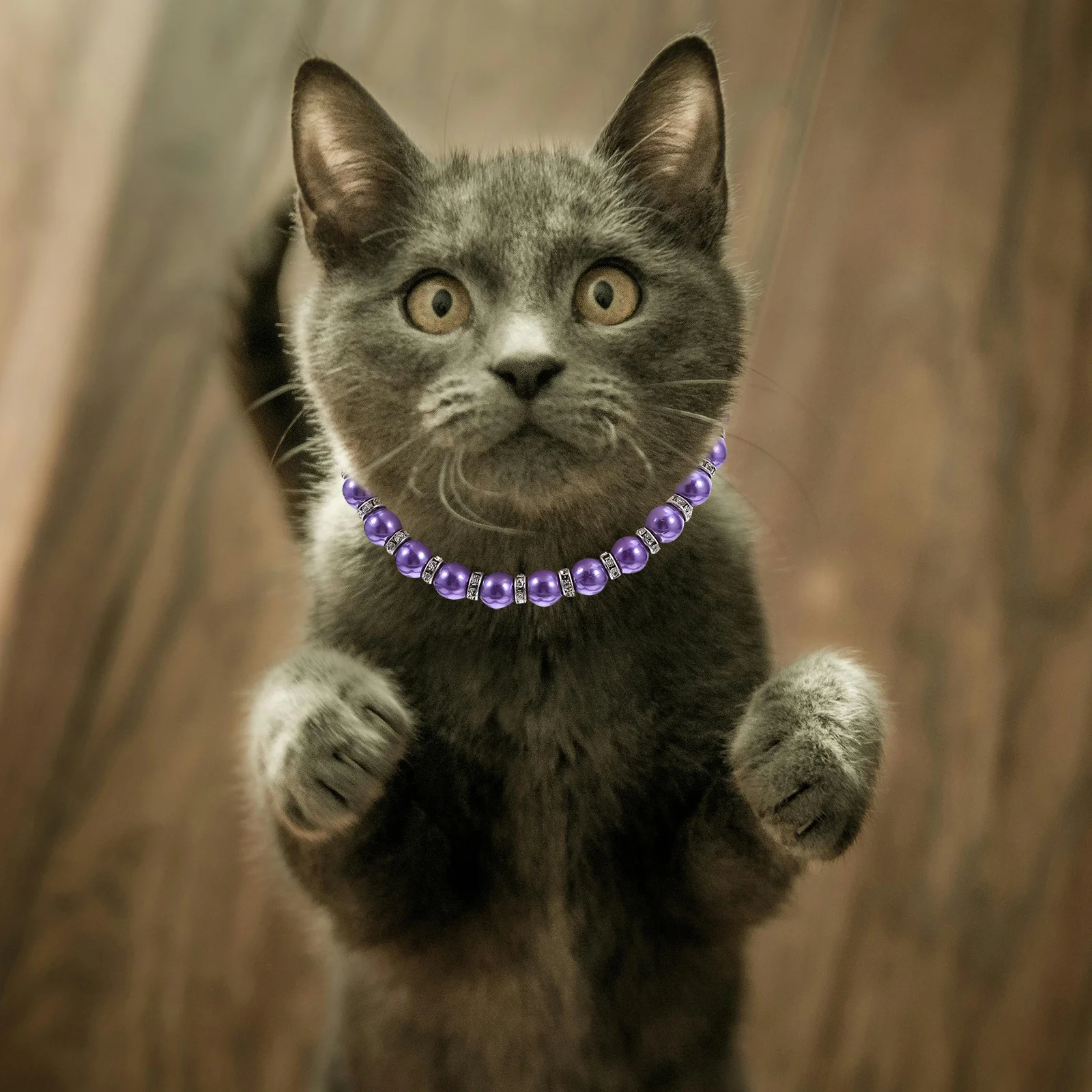 Dog Cat Necklace Collar Imitation Pearls Bling Accessories Ribbon Bow Pet Jewelry Purple Female Dogs Cats Cat Necklace Collar
Dog Cat Necklace Collar Imitation Pearls Bling Accessories Ribbon Bow Pet Jewelry Purple Female Dogs Cats Cat Necklace Collar