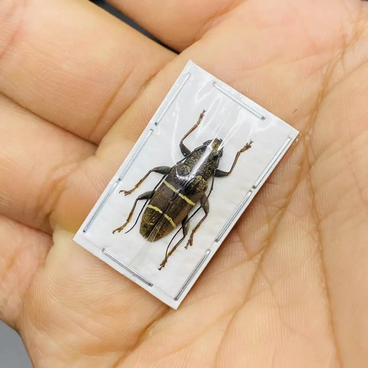 Rare Tmesisternus Anomalus Golden Tortoise Scientific Research Real Insect Beetle Specimen Home Decoration Accessories
Rare Tmesisternus Anomalus Golden Tortoise Scientific Research Real Insect Beetle Specimen Home Decoration Accessories
