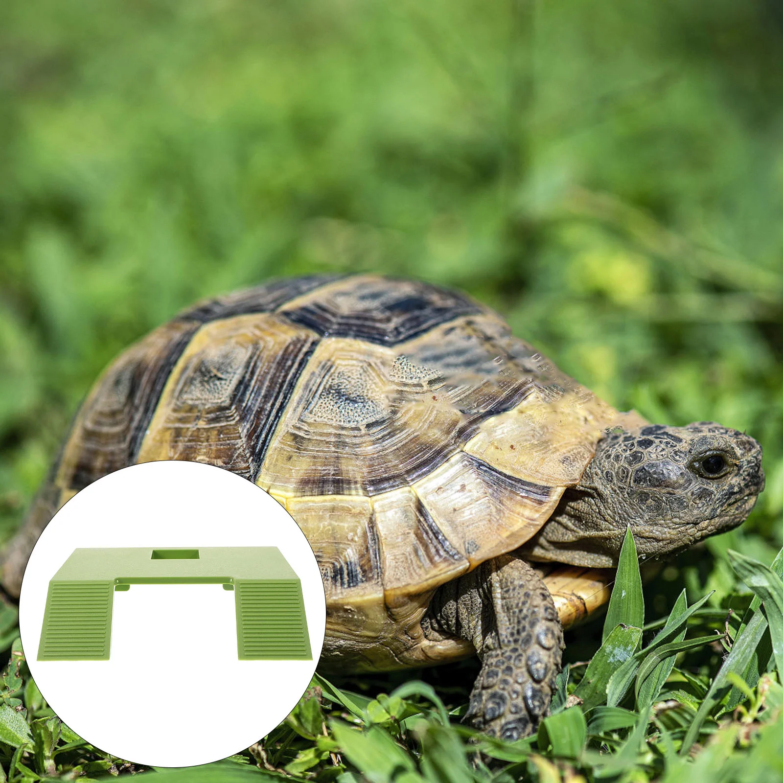 Small Green Plastic Turtle Basking Platform Dock Terrace Aquatic Reptile Climbing Ramp Stable Wear Resistant Turtle Tank
Small Green Plastic Turtle Basking Platform Dock Terrace Aquatic Reptile Climbing Ramp Stable Wear Resistant Turtle Tank