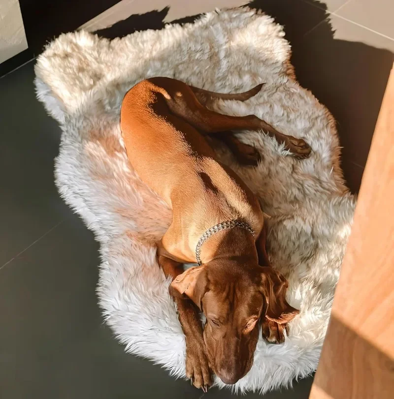 new Luxury Faux Fur Orthopedic Dog Bed, Memory Foam Dog Bed for Small, Medium, Large and XL Pets, Fluffy Pet Bed
new Luxury Faux Fur Orthopedic Dog Bed, Memory Foam Dog Bed for Small, Medium, Large and XL Pets, Fluffy Pet Bed