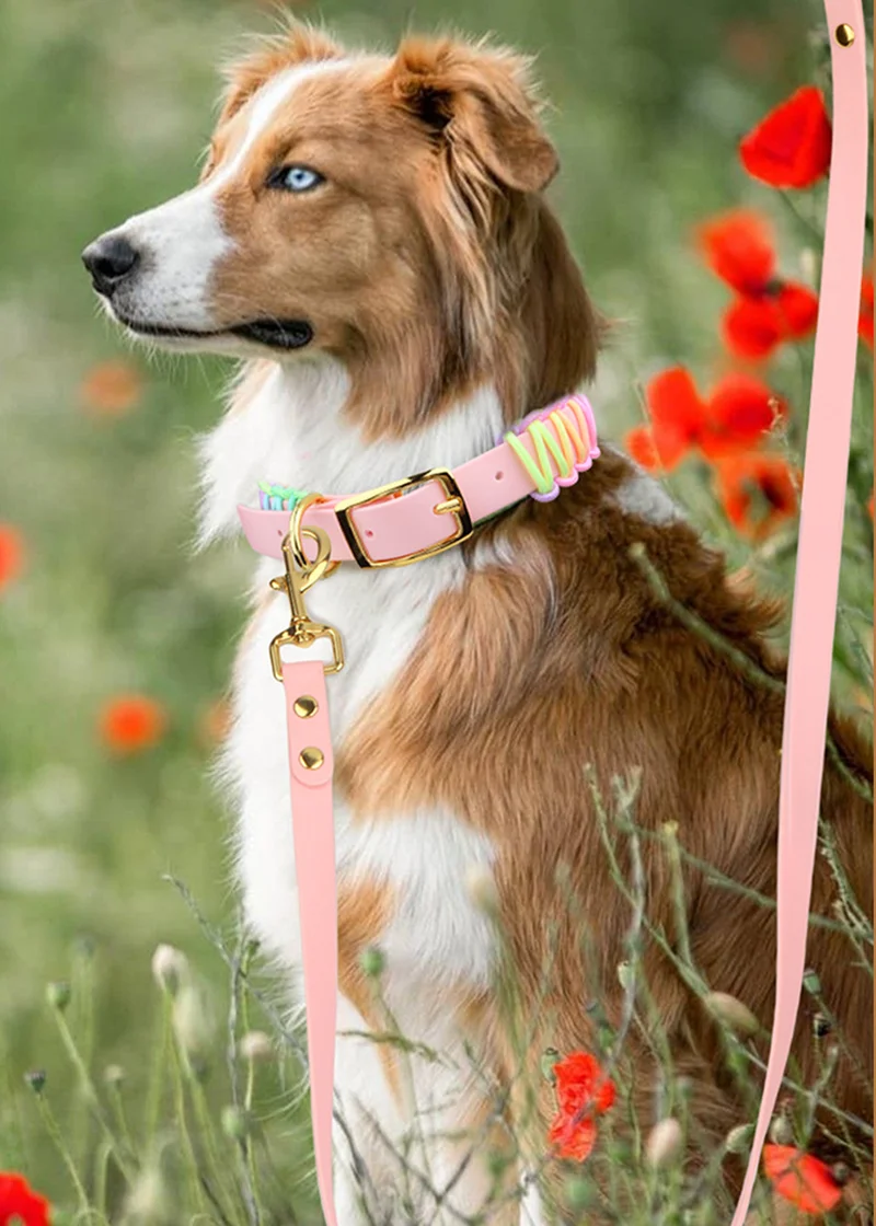 Handwoven Multicolor Dog Collar & Leash Set - Outdoor PVC Anti-Escape Pet Lead with Comfortable Non-Choking Design
Handwoven Multicolor Dog Collar & Leash Set - Outdoor PVC Anti-Escape Pet Lead with Comfortable Non-Choking Design