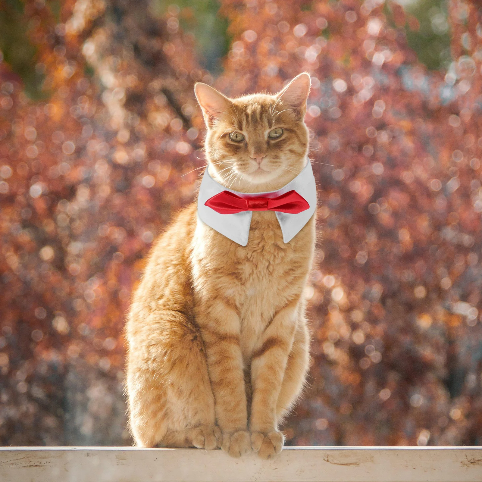 Pet Collar Bow Tie for Cat Kitten Neck Festive Dog Collars with Cotton Adjustable Pets
Pet Collar Bow Tie for Cat Kitten Neck Festive Dog Collars with Cotton Adjustable Pets
