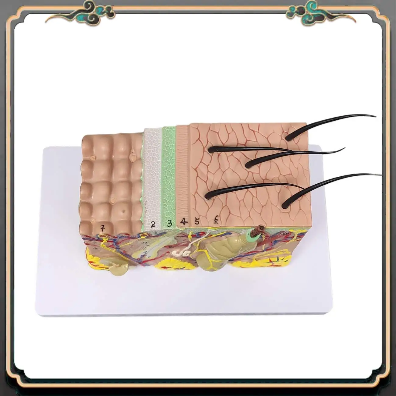ASMA-Skin Model, 35X Enlarged Anatomical Model Anatomy For Science Classroom Study Display Teaching Model
ASMA-Skin Model, 35X Enlarged Anatomical Model Anatomy For Science Classroom Study Display Teaching Model