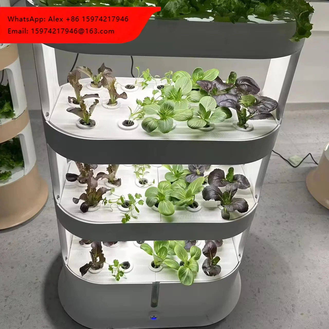 Popular Design Home Cultivation Supplies Household Plants With Inspection Certificate
Popular Design Home Cultivation Supplies Household Plants With Inspection Certificate