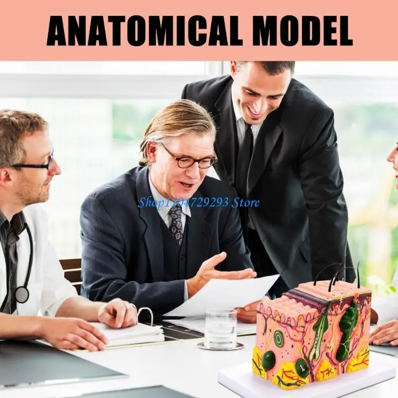 Y2GD Human Skin Model 35/50/70/85X Enlarged Skin Structure Anatomical Model Teaching Medicals Model for Science Study
Y2GD Human Skin Model 35/50/70/85X Enlarged Skin Structure Anatomical Model Teaching Medicals Model for Science Study