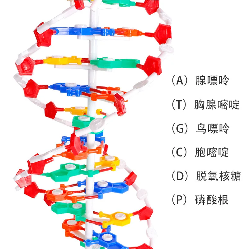 Double HELIX Model Genes Professional Structure Models Biological Teaching Educational Learning for School Student Tools Gifts
Double HELIX Model Genes Professional Structure Models Biological Teaching Educational Learning for School Student Tools Gifts
