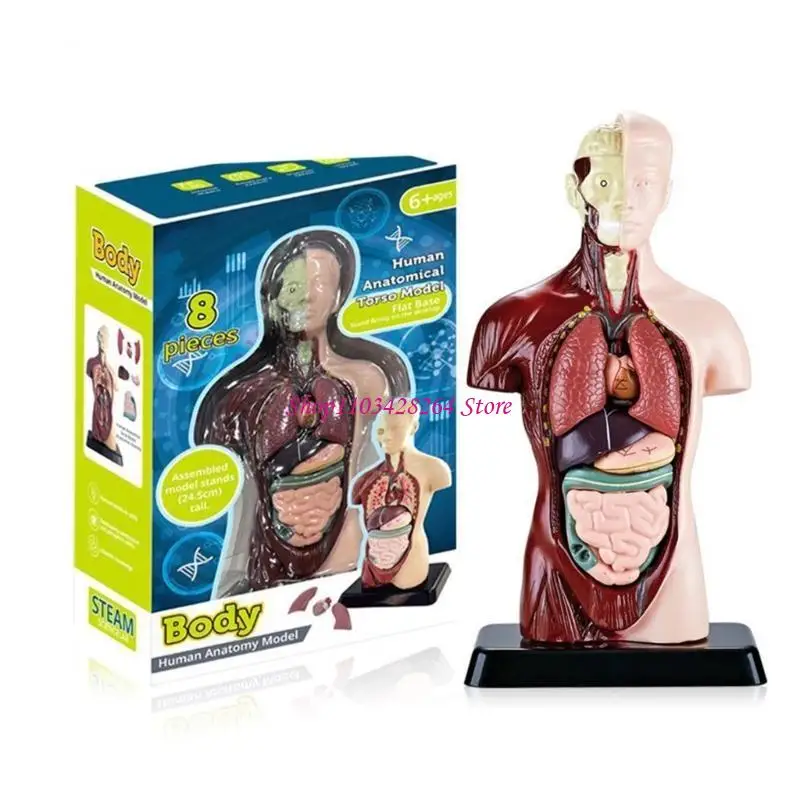 Human Torso Body Anatomy Model with Removable Parts Medical Educational Supplies
Human Torso Body Anatomy Model with Removable Parts Medical Educational Supplies