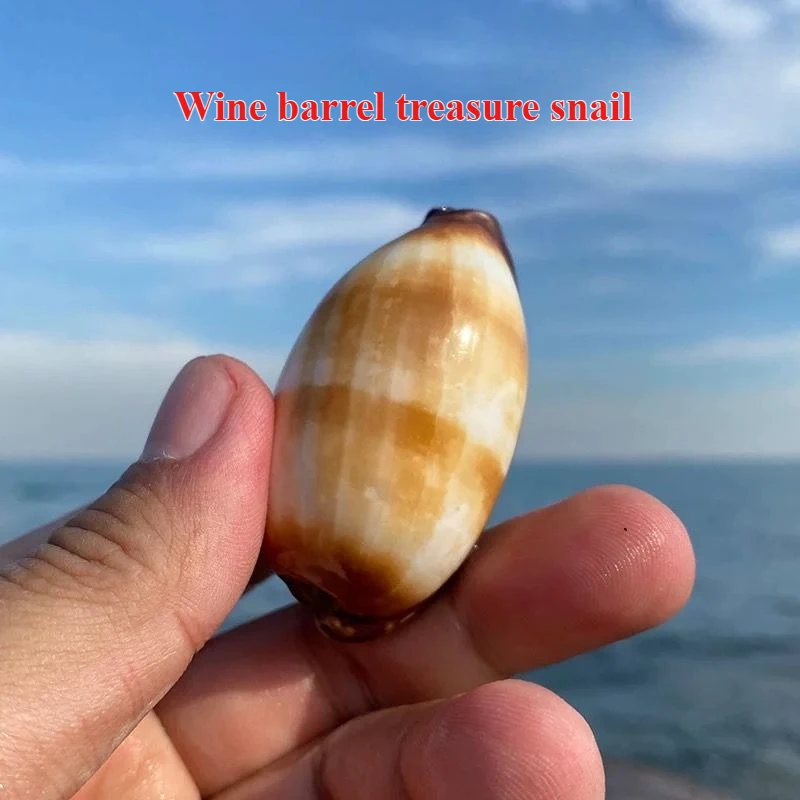 Natural Conch Shell Wine Barrel, Treasure Snail Aquarium Fish Tank Landscaping Decoration Window Design Handicrafts 
Natural Conch Shell Wine Barrel, Treasure Snail Aquarium Fish Tank Landscaping Decoration Window Design Handicrafts