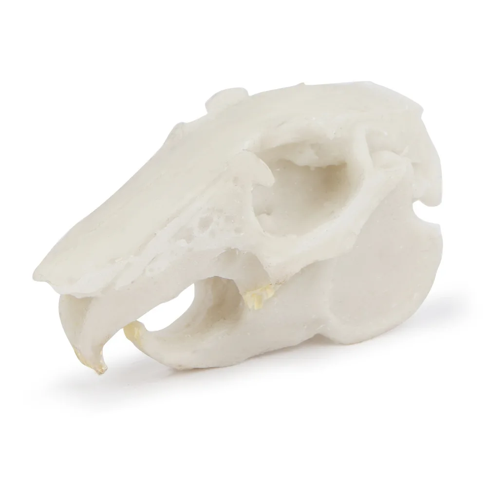 Aquarium fish tank ornament aquatic plants landscaping dinosaur crocodile sheep rabbit skull animal pet room skull
Aquarium fish tank ornament aquatic plants landscaping dinosaur crocodile sheep rabbit skull animal pet room skull