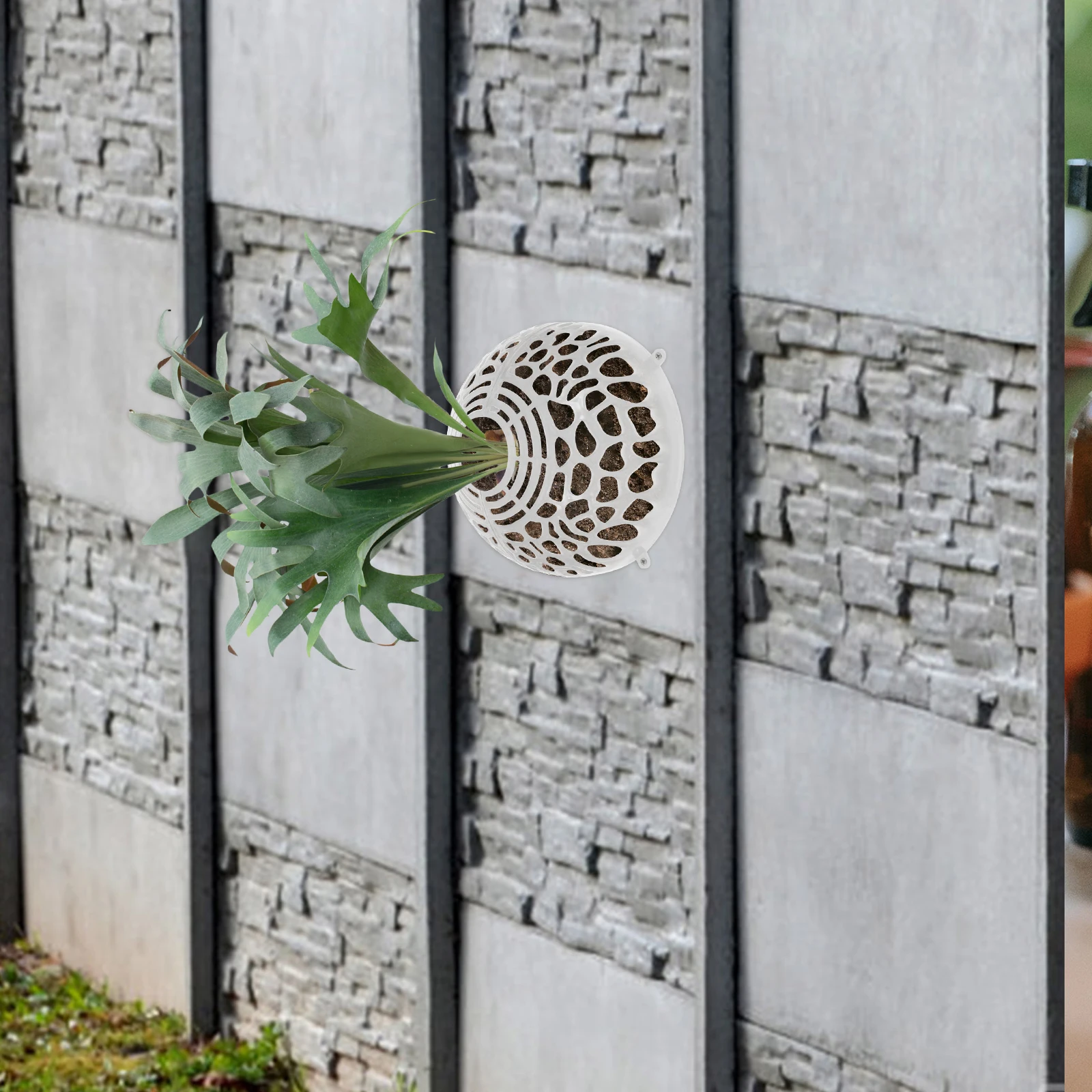 Detachable Suspension Ball Planting Cover For Phalaenopsis Water Plants Clear Floral Air Vent Staghorn Orchids Hollowed
Detachable Suspension Ball Planting Cover For Phalaenopsis Water Plants Clear Floral Air Vent Staghorn Orchids Hollowed