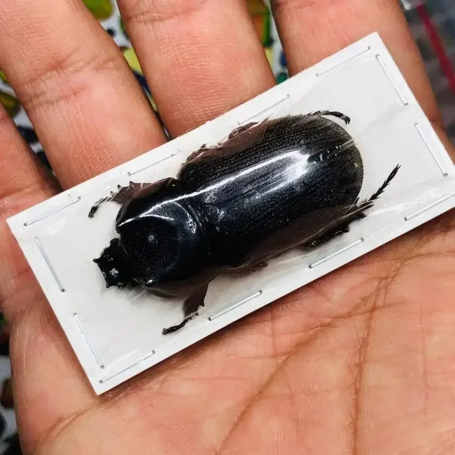 Ceratoryctoderus Candezei Golden Turtle Rhinoceros Bag Specimen Real Beetle Insect Photography Collection Natural Gift Decor
Ceratoryctoderus Candezei Golden Turtle Rhinoceros Bag Specimen Real Beetle Insect Photography Collection Natural Gift Decor