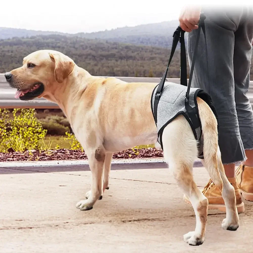 Dog Support Harness Elastic Dog Lift Harness Reduce Pressure Walking Aid Disabled Pet Mobility Hind Leg Support
Dog Support Harness Elastic Dog Lift Harness Reduce Pressure Walking Aid Disabled Pet Mobility Hind Leg Support