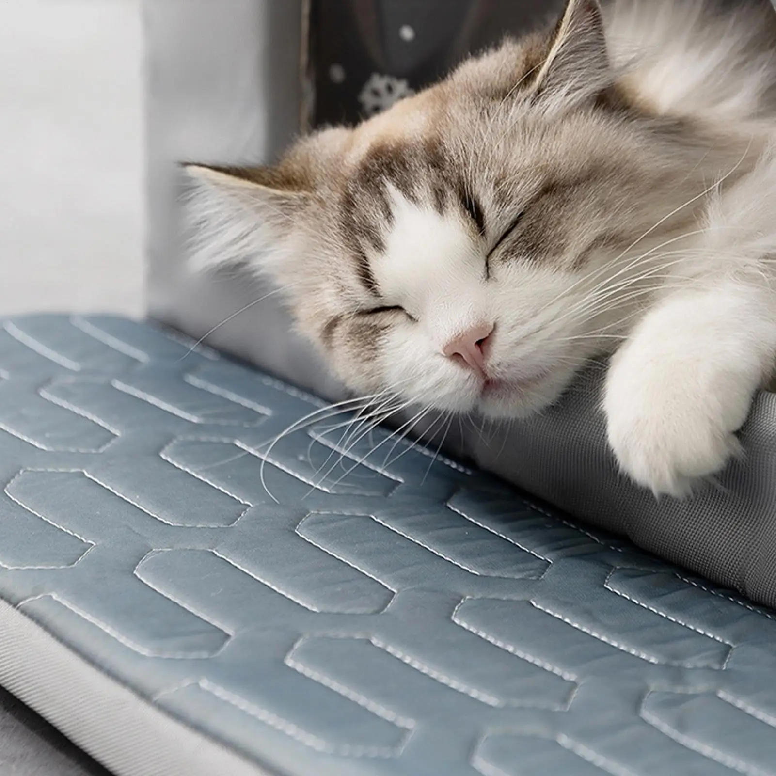 Охлаждающий кошачий домик, домик для домашних животных с ящиком для льда, изолированная нескользящая удобная палатка, водонепроницаемая для квартиры, жизни, обитания животных
Охлаждающий кошачий домик, домик для домашних животных с ящиком для льда, изолированная нескользящая удобная палатка, водонепроницаемая для квартиры, жизни, обитания животных