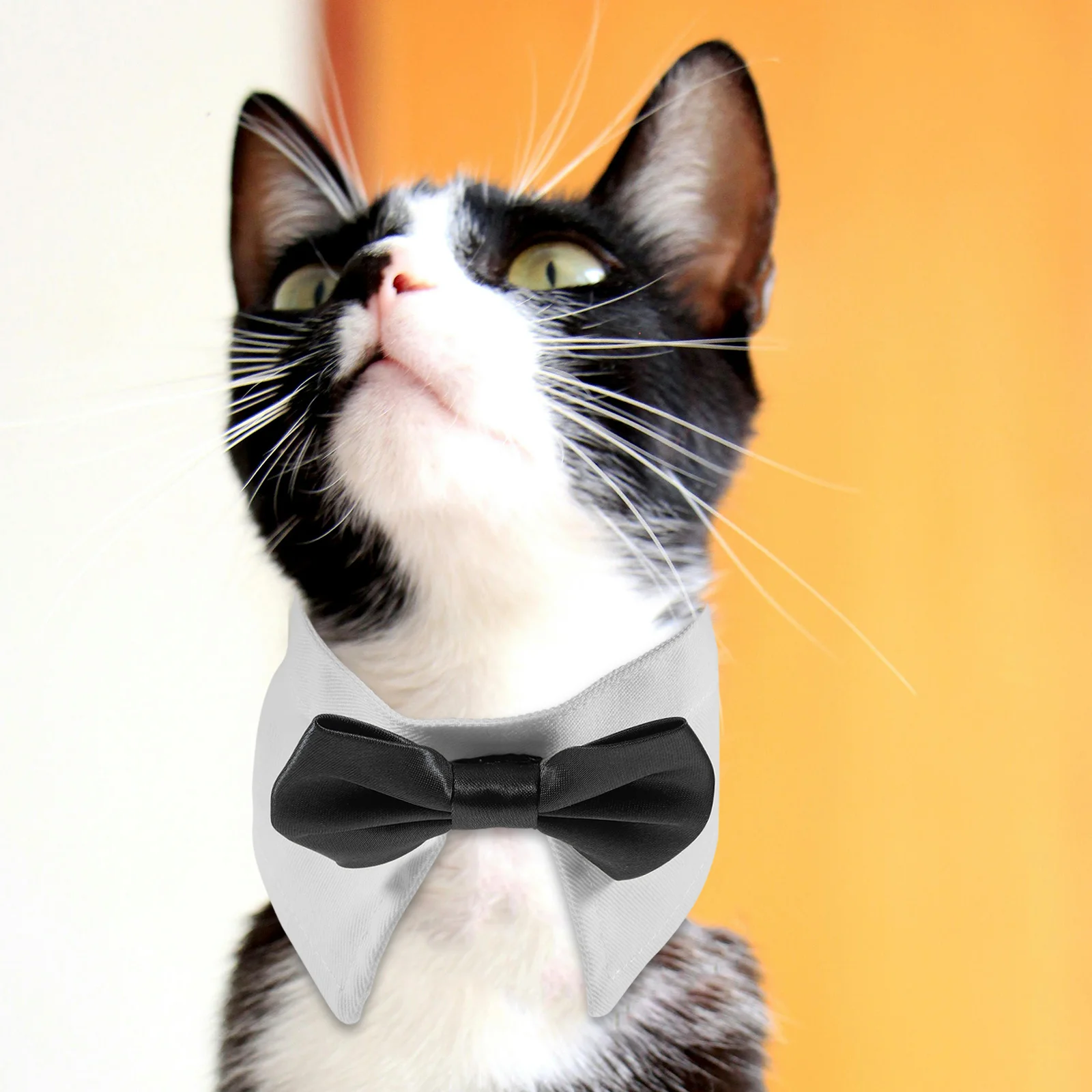 Adjustable Pet Collar Bow Ties for Dogs Cats S Size Cute Formal Wear Birthday Gifts Wedding Festival Decorative Kitten Collar
Adjustable Pet Collar Bow Ties for Dogs Cats S Size Cute Formal Wear Birthday Gifts Wedding Festival Decorative Kitten Collar