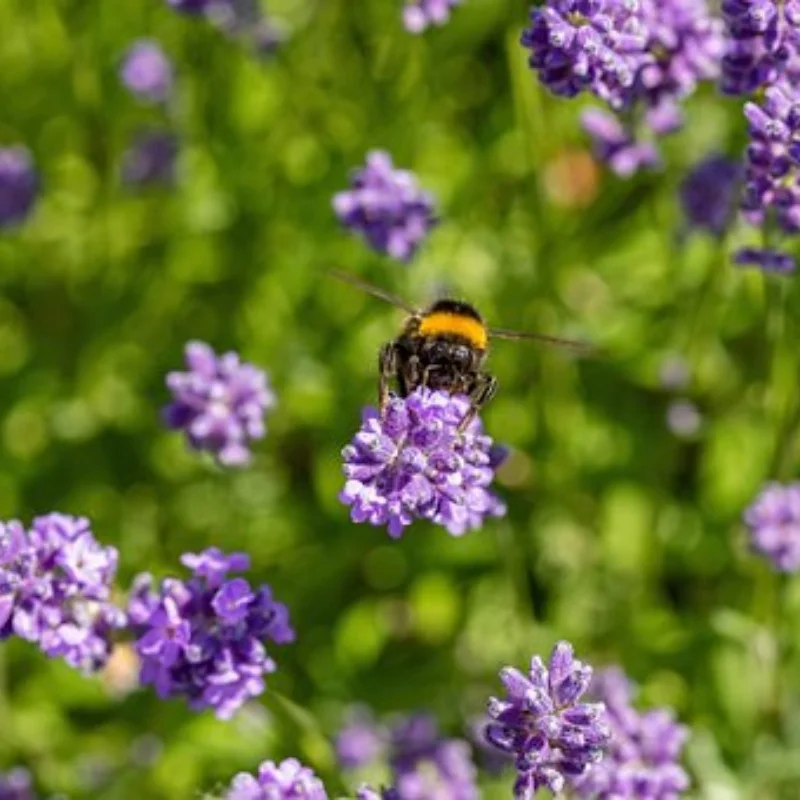 Высокоскоростной корабль с дистанционным управлением, охлаждение, переворачивание, сброс, тянуть в сетку, скоростной катер, гоночная игровая лодка
Высокоскоростной корабль с дистанционным управлением, охлаждение, переворачивание, сброс, тянуть в сетку, скоростной катер, гоночная игровая лодка