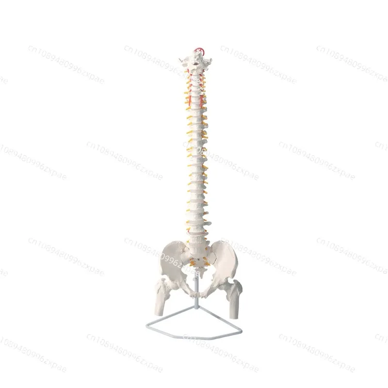 45CM Human Spine with Pelvic Model Human Anatomical Anatomy Spine Model Spinal Column Model+Stand Fexible
45CM Human Spine with Pelvic Model Human Anatomical Anatomy Spine Model Spinal Column Model+Stand Fexible