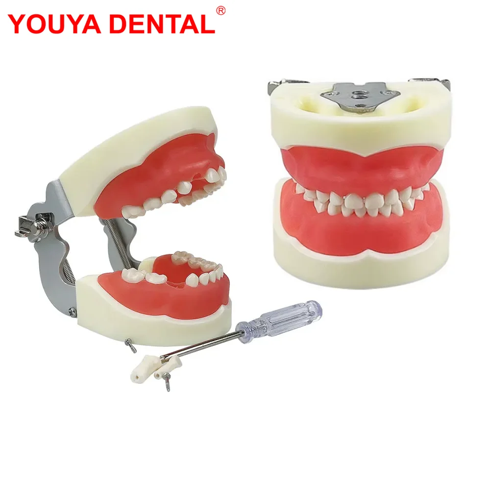 Kids Teeth Model For Dental Technician Practice Dental Typodont Model With Removable Teeth Soft Gums Dentistry Training Models
Kids Teeth Model For Dental Technician Practice Dental Typodont Model With Removable Teeth Soft Gums Dentistry Training Models