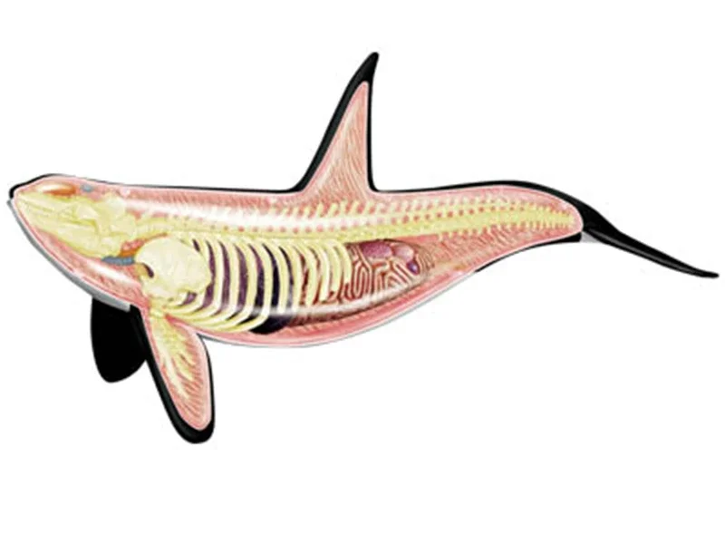 4Dpuzzle building toy simulation animal creature whale organ anatomy medical teaching model
4Dpuzzle building toy simulation animal creature whale organ anatomy medical teaching model
