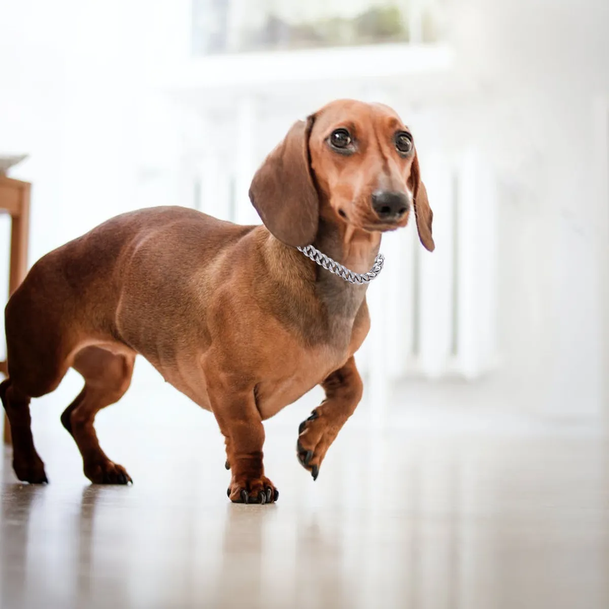 18-дюймовый поводок для собак из нержавеющей стали, металлический ошейник с защитой от разрывов, прочный трос для выгула питомцев, удобная ручка для прогулок с собаками
18-дюймовый поводок для собак из нержавеющей стали, металлический ошейник с защитой от разрывов, прочный трос для выгула питомцев, удобная ручка для прогулок с собаками