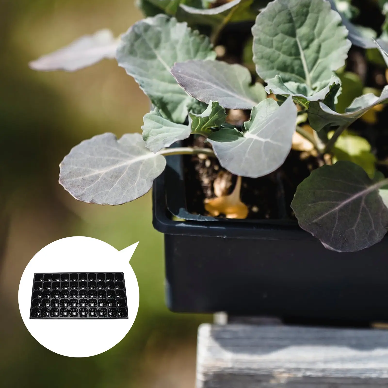 10Pcs Plant Germination Tray Thickened Plastic Starter Tray 50 Holes Moisturizing Heat Preservation Garden Nursery Box Vegetable
10Pcs Plant Germination Tray Thickened Plastic Starter Tray 50 Holes Moisturizing Heat Preservation Garden Nursery Box Vegetable