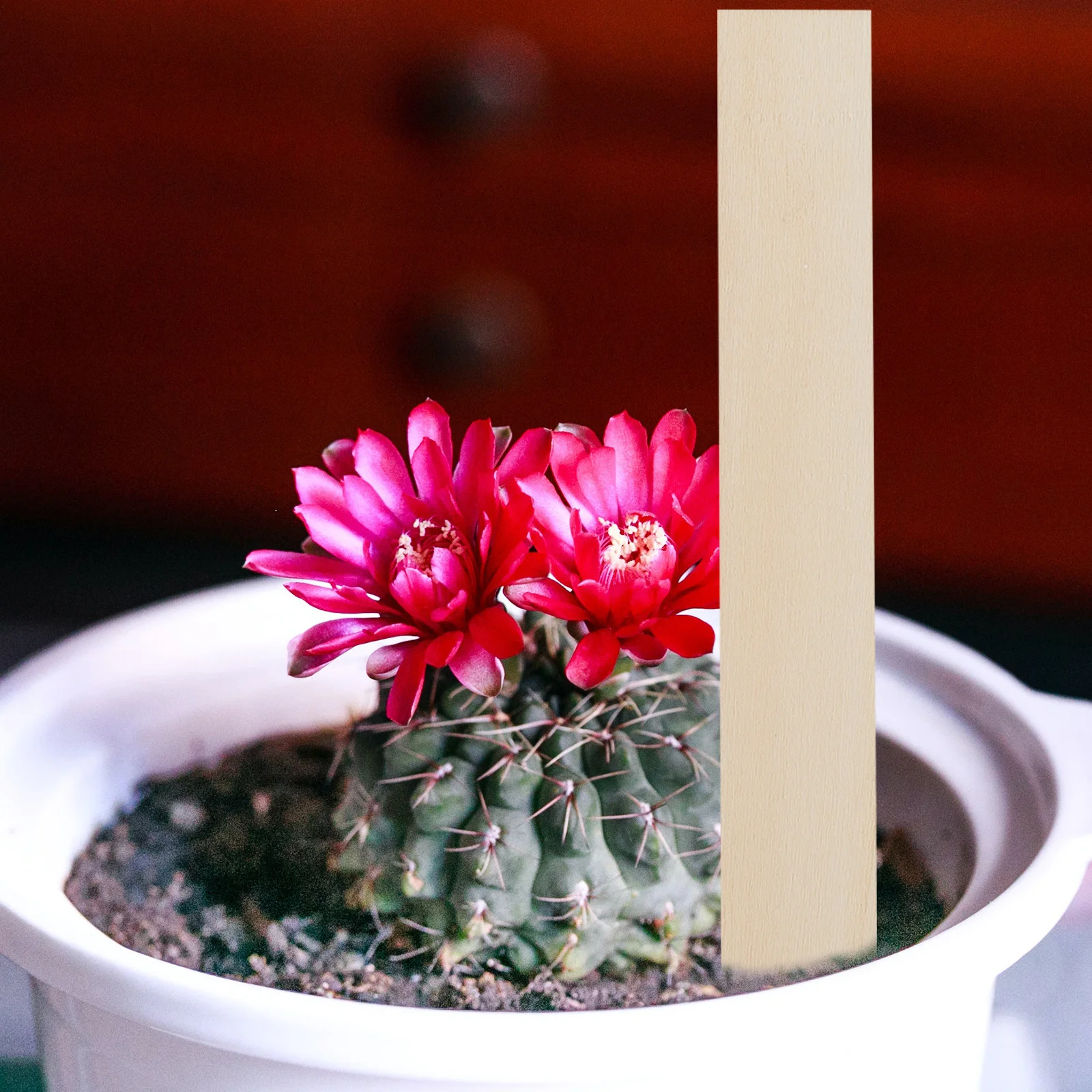 50Pcs Wooden Plant Labels Premium Wood Garden Markers for Soil Insert Reusable Plant Name Tags for Nursery Greenhouse Rockery
50Pcs Wooden Plant Labels Premium Wood Garden Markers for Soil Insert Reusable Plant Name Tags for Nursery Greenhouse Rockery