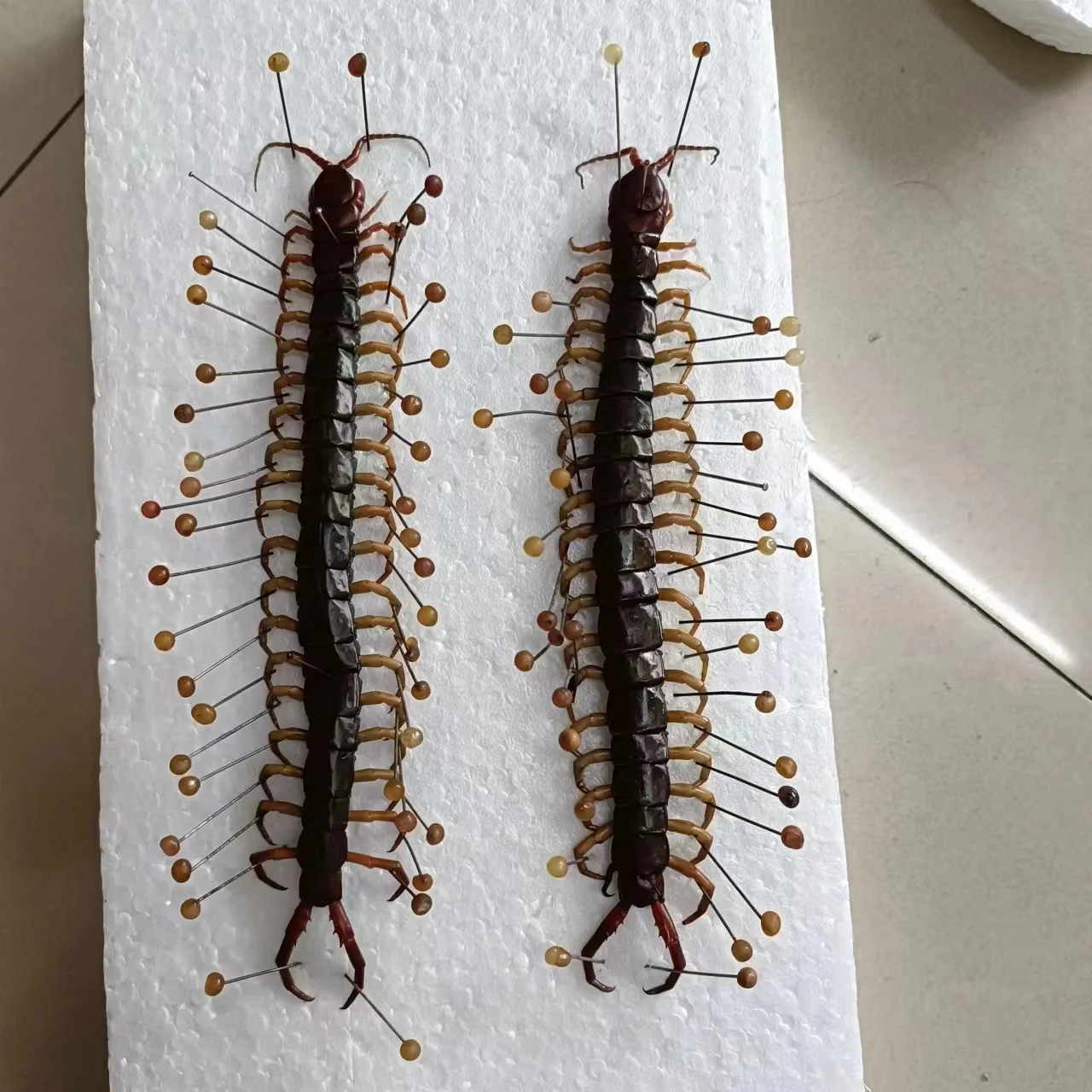 Real Centipede Insect Specimens Beetle Teaching Aids Hobbies Collection DIY Crafts Home Decoration Statue
Real Centipede Insect Specimens Beetle Teaching Aids Hobbies Collection DIY Crafts Home Decoration Statue
