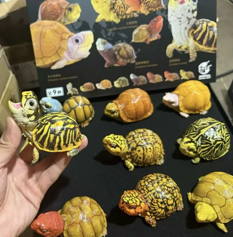 Модель игрушки-черепахи Animal Heavenly Body Terrapene Ornata Carolina Bauri Terrapene Carolina Mexicana Common Box Turtle, подарки
Модель игрушки-черепахи Animal Heavenly Body Terrapene Ornata Carolina Bauri Terrapene Carolina Mexicana Common Box Turtle, подарки