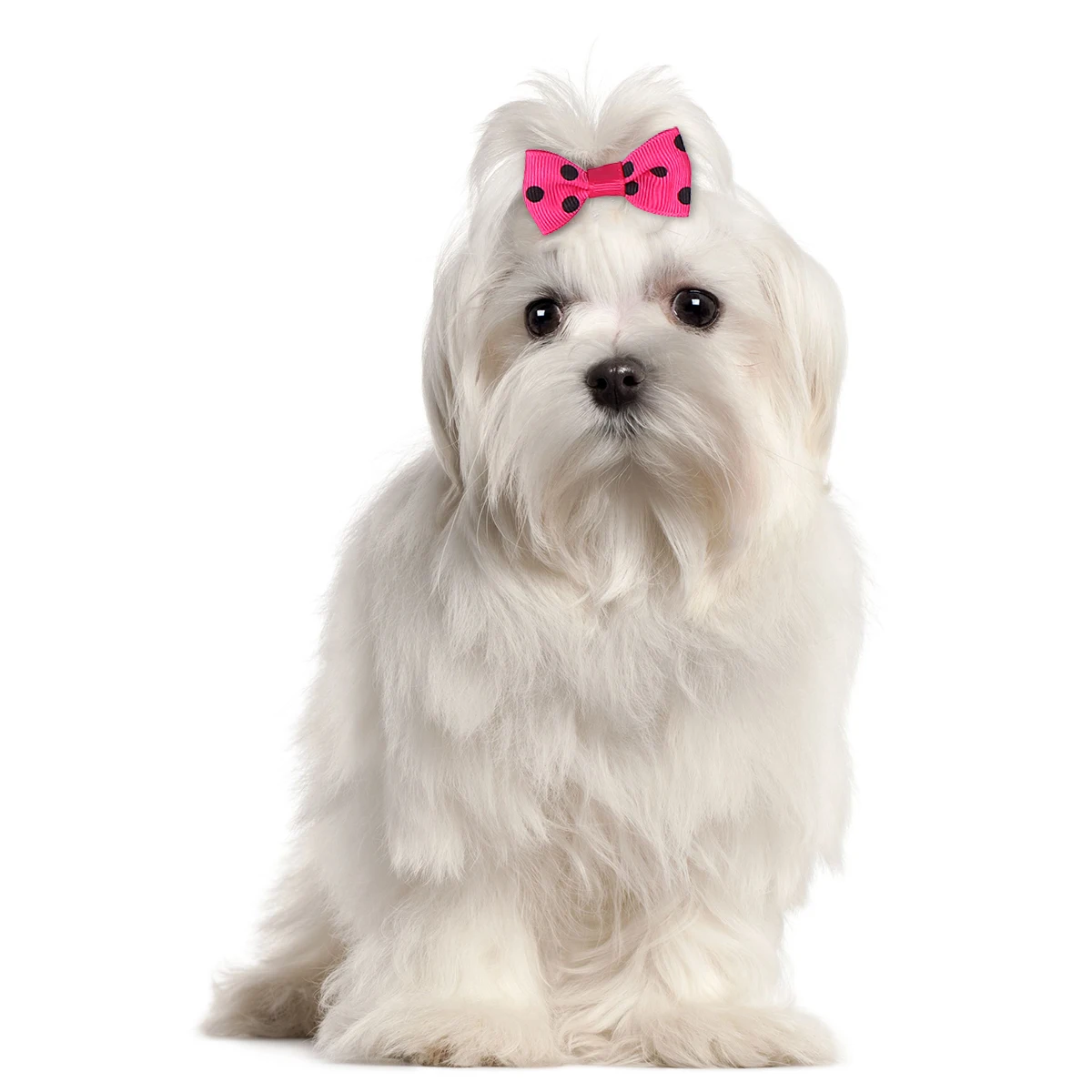 20pcs Dog Hair Accessories Set Ribbon Bowknot Pet Tie Rope Rubber Band Holder Ring for Puppy Stylish Decoration Grooming Gift
20pcs Dog Hair Accessories Set Ribbon Bowknot Pet Tie Rope Rubber Band Holder Ring for Puppy Stylish Decoration Grooming Gift