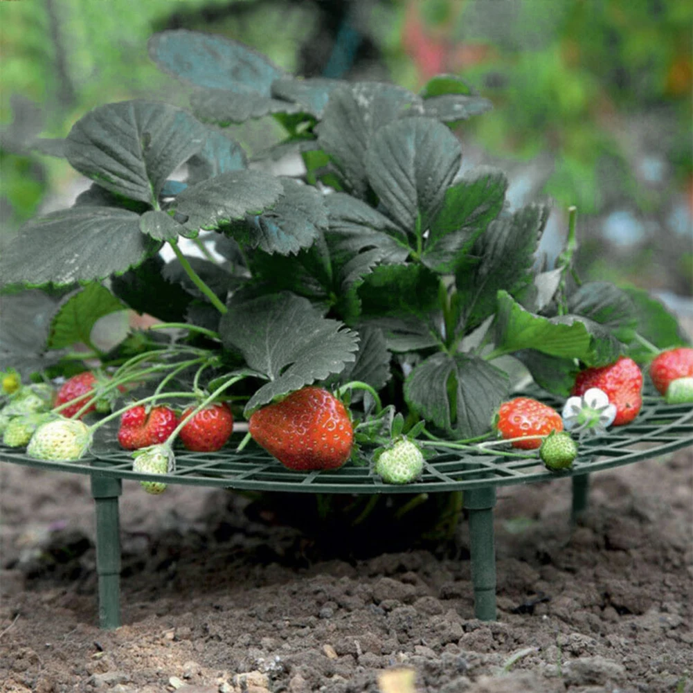 10pc Vegetable Growing Rack Strawberry Growing Plastic Supports Fruit Plant Tray Watermelon Anti Rot Holder Garden Planting Tool
10pc Vegetable Growing Rack Strawberry Growing Plastic Supports Fruit Plant Tray Watermelon Anti Rot Holder Garden Planting Tool