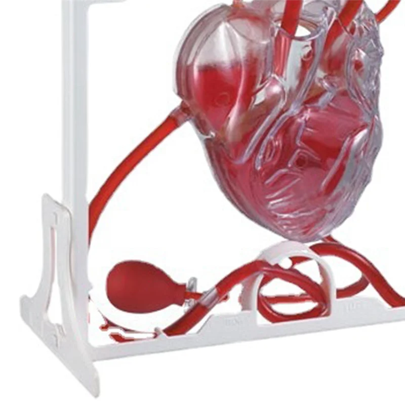 Dependable-Heart Circulation Model Simulation Science Education For Students Classroom EDU Science Human Body Anatomy Organ Mode
Dependable-Heart Circulation Model Simulation Science Education For Students Classroom EDU Science Human Body Anatomy Organ Mode