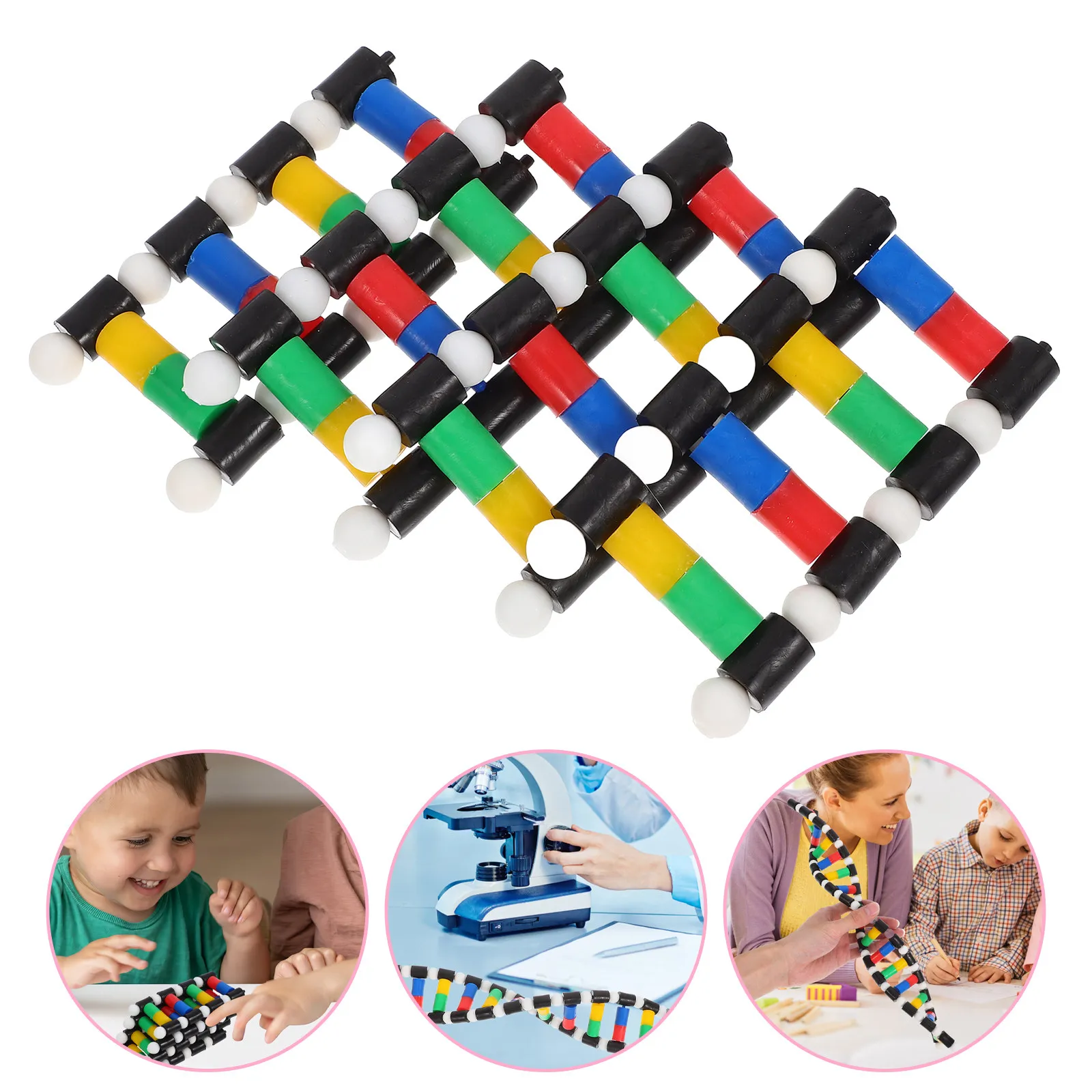 16 Base Polynucleotide Chain Dna Double Helix Scientific Display Educational Teaching Aid Dna Structure 3D Assembly School
16 Base Polynucleotide Chain Dna Double Helix Scientific Display Educational Teaching Aid Dna Structure 3D Assembly School