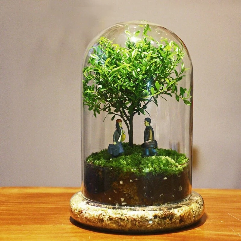15*30m Fission Style Glass Dome Vase Home Decoration Creative Transparent Cover DIY Friend Favor Gift Wedding Prop Microscape
15*30m Fission Style Glass Dome Vase Home Decoration Creative Transparent Cover DIY Friend Favor Gift Wedding Prop Microscape