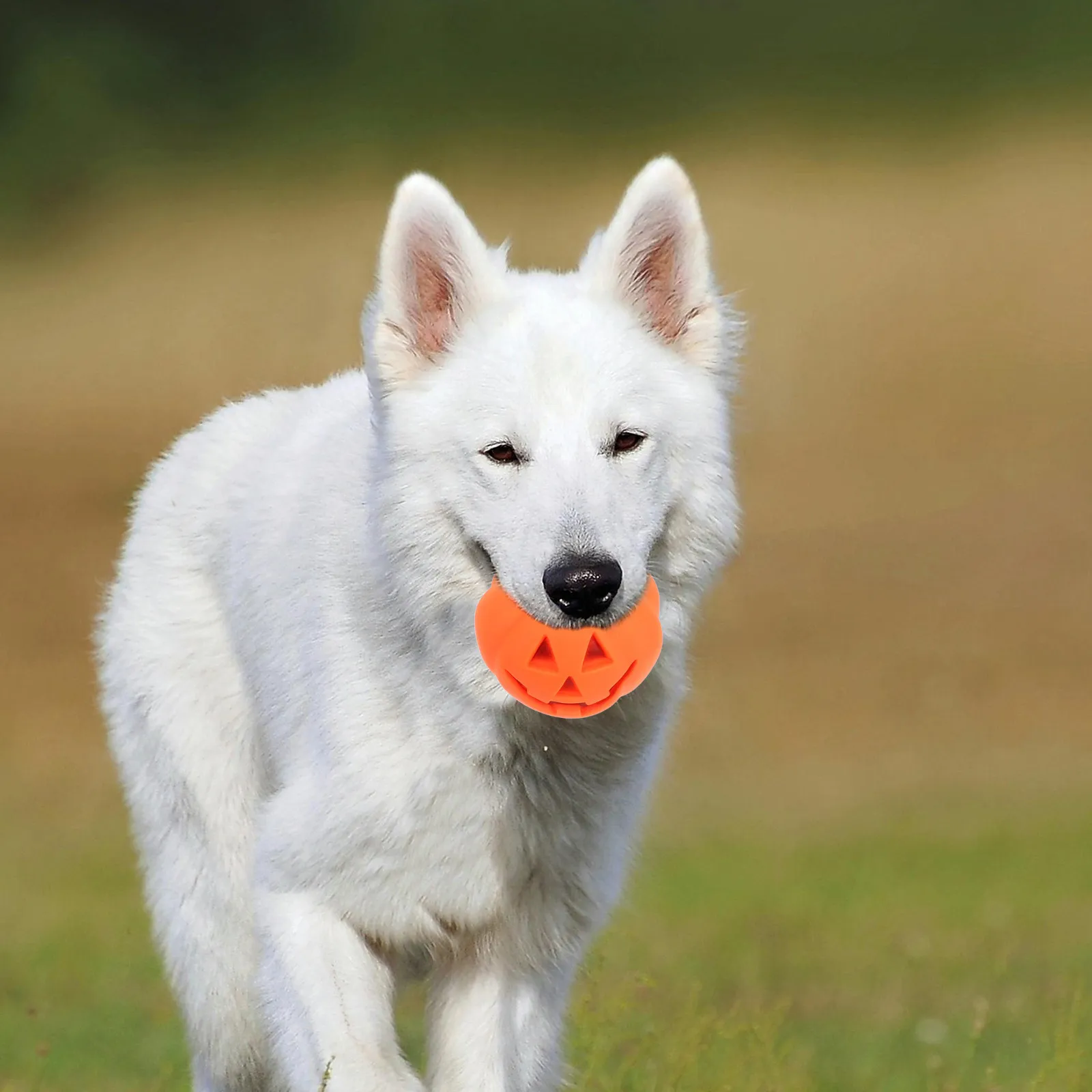 4Pcs Squeaker Pumpkin Pet Chewing Bite Resistant Training Supplies for Small Dogs Halloween Puppy Halloween Pumpkin Dog Toys
4Pcs Squeaker Pumpkin Pet Chewing Bite Resistant Training Supplies for Small Dogs Halloween Puppy Halloween Pumpkin Dog Toys