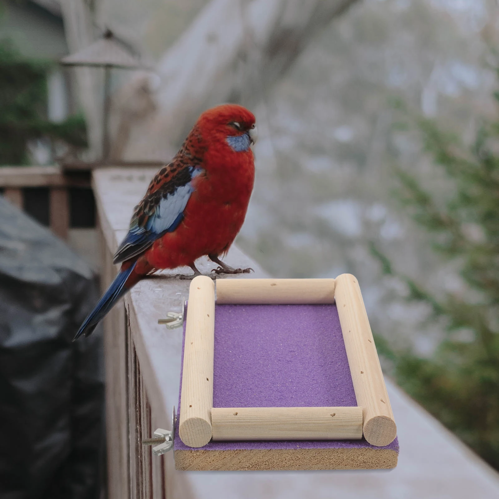 Wooden Perch Platform for Parrot Hamster Bird Claw Grinding Station Purple Long Tail Cage Accessories Bird Training Platform
Wooden Perch Platform for Parrot Hamster Bird Claw Grinding Station Purple Long Tail Cage Accessories Bird Training Platform
