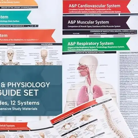 Must-Have Anatomy Reference Guides - Bundle of 10 for Future Health Care Professionals
Must-Have Anatomy Reference Guides - Bundle of 10 for Future Health Care Professionals