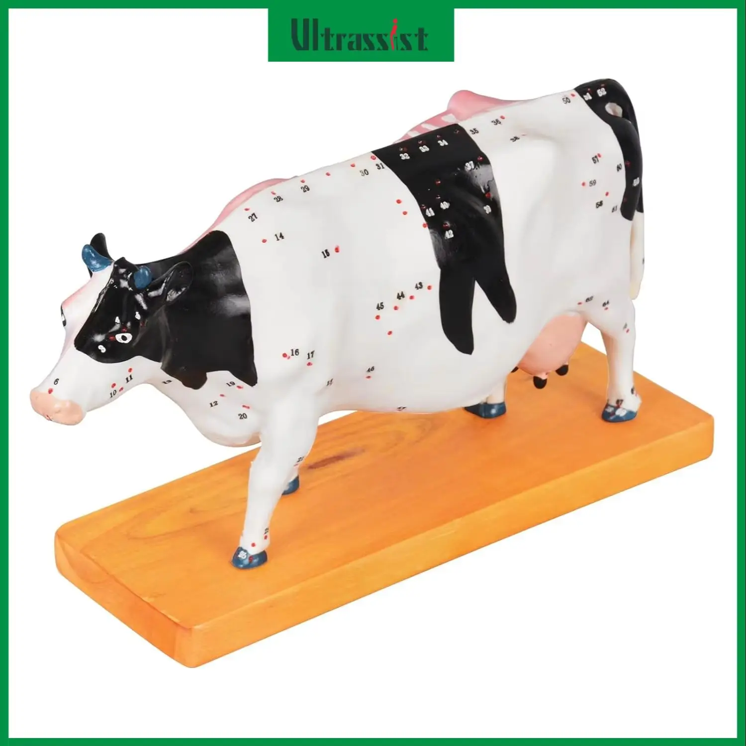 Ultrassist Bovine Anatomy Model with Acupuncture Points PVC Organ Acupuncture Cow Model for Veterinary Moxibustion Teaching Tool
Ultrassist Bovine Anatomy Model with Acupuncture Points PVC Organ Acupuncture Cow Model for Veterinary Moxibustion Teaching Tool