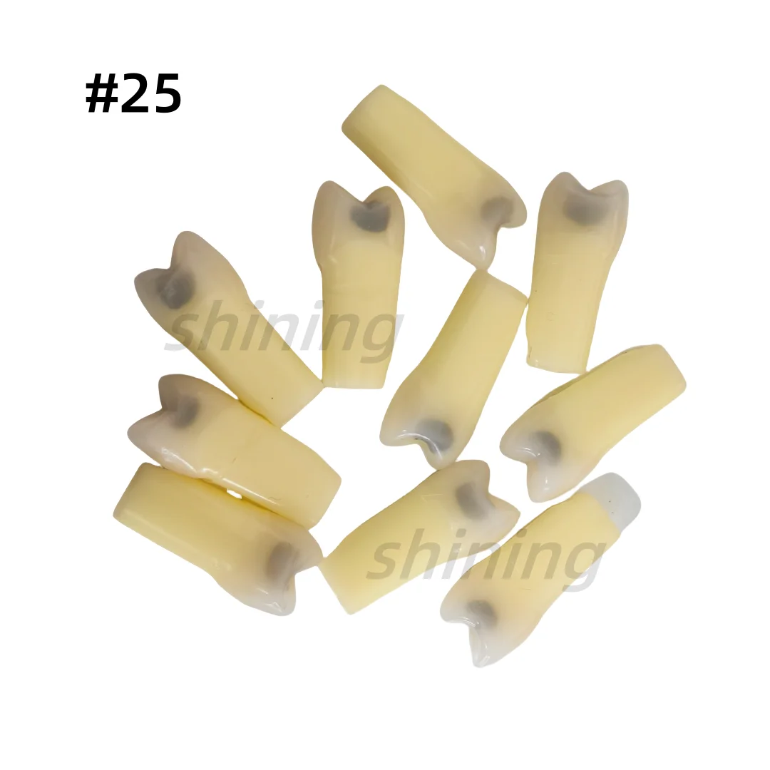50Pcs Dental Model Teeth Model Fit Frasaco Dental Teaching Model Standard Model 25#
50Pcs Dental Model Teeth Model Fit Frasaco Dental Teaching Model Standard Model 25#