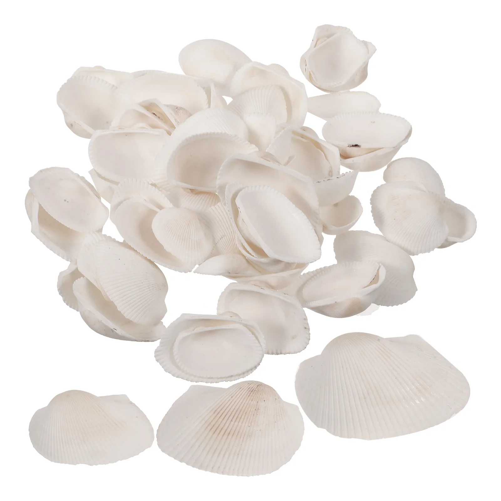 Scallop Shell Decoration Decorations Shells for Jewelry Making Accessories Crafts Seashell Ornament
Scallop Shell Decoration Decorations Shells for Jewelry Making Accessories Crafts Seashell Ornament