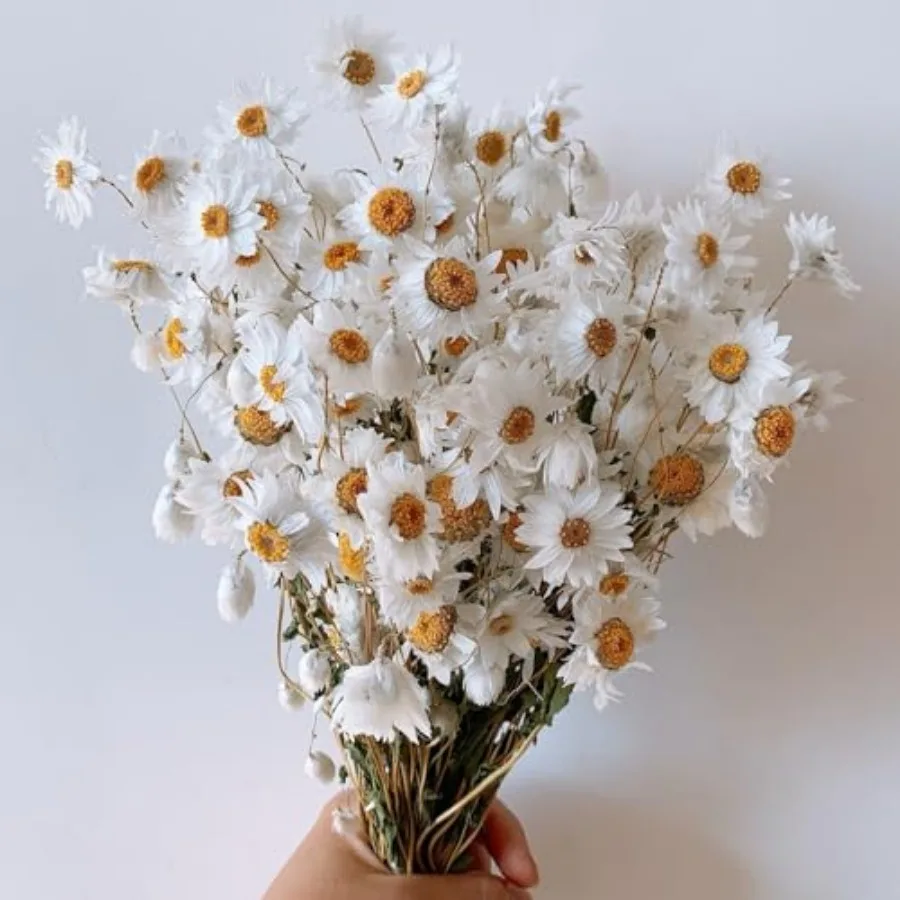 Dried Daisy Flowers Bouquet, 150+ Dry White Flowers, Artificial Sunflowers, 17'' Natural Gerber Daisies Arrangements for Farmho
Dried Daisy Flowers Bouquet, 150+ Dry White Flowers, Artificial Sunflowers, 17'' Natural Gerber Daisies Arrangements for Farmho