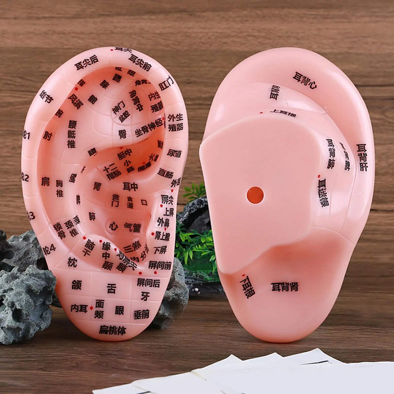 Human Ear Acupoint Simulation Soft PVC with Acupoint Auricular Acupoint Model for SPA Demonstration Practice Nursing Massaging
Human Ear Acupoint Simulation Soft PVC with Acupoint Auricular Acupoint Model for SPA Demonstration Practice Nursing Massaging