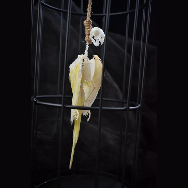 2010 Original Bone Bird Cage Desktop Decoration Gothic Style True Bone Bone Specimen Decoration Birthday Gift Creative
2010 Original Bone Bird Cage Desktop Decoration Gothic Style True Bone Bone Specimen Decoration Birthday Gift Creative