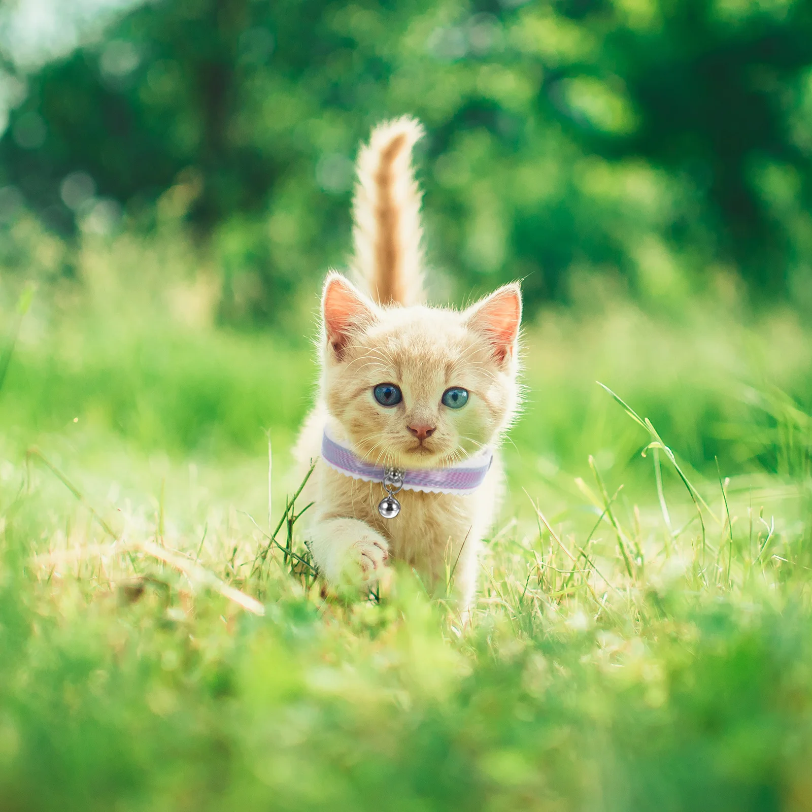 2Pcs Creative Pet Collar with Bell Adjustable Point Pattern Bow Neck Chain for Medium Cats and Dogs Pet Supply
2Pcs Creative Pet Collar with Bell Adjustable Point Pattern Bow Neck Chain for Medium Cats and Dogs Pet Supply