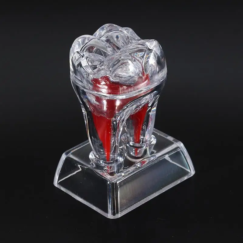 1pcs Large Tooth Molar Model Separable Teaching Demonstration Model Transparent Dentistry Material Dental Lab Teeth Model
1pcs Large Tooth Molar Model Separable Teaching Demonstration Model Transparent Dentistry Material Dental Lab Teeth Model
