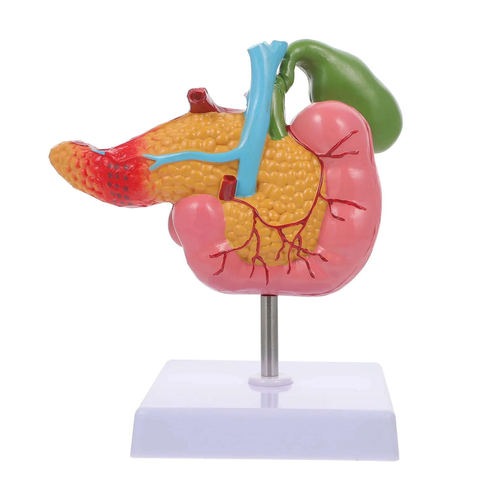 Human Pancreas Gallbladder Pathological Teaching Instrument PVC Detailed Duodenal Gallstone Pancreas Lesions Biological Anatomy
Human Pancreas Gallbladder Pathological Teaching Instrument PVC Detailed Duodenal Gallstone Pancreas Lesions Biological Anatomy